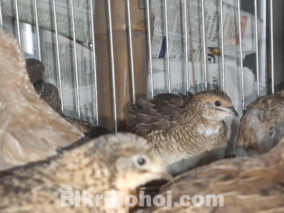 কিছু কিং কোয়েল বিক্রি করা হবে।